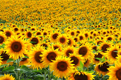 Sunflower wax is ideal for skin care and sunscreen stick formulations